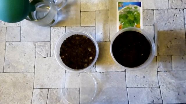 Посев на рассаду Базилик овощной Крупнолистный сладкий и Сельдерей листовой Парус смотреть онлайн