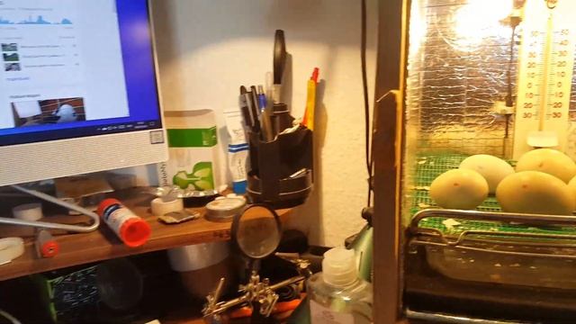 Моя Дача Вывод Цыплят "инкубатор своими руками ... смотреть онлайн