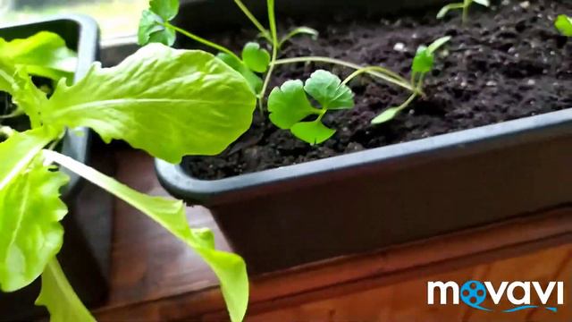 Если появилась мошка... Нам поможет копеечное средство! смотреть онлайн