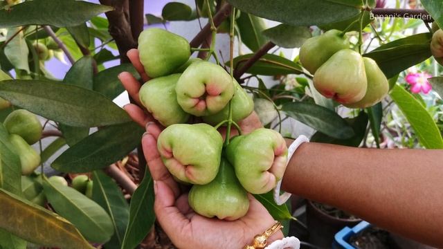 Water Apple/Java Apple Plant | How to Grow in Container and Take Care | Get lot of Fruits смотреть онлайн