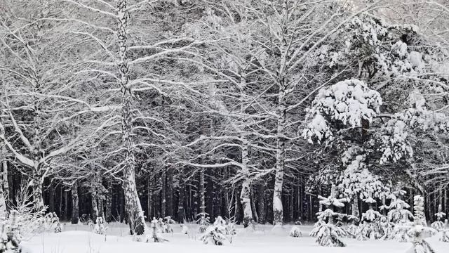 The Siberian Family Who Didnt See Other Humans For Over 40 Years смотреть онлайн