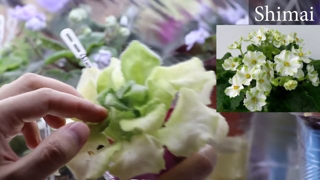 УЖАСНАЯ ФИАЛКА, НО ЭТО УДОБРЕНИЕ ПОМОГЛО ЕЕ СПАСТИ! Всего ОДИН МЕСЯЦ ПОЛЬЗОВАНИЯ, А РЕЗУЛЬТАТ СУПЕР смотреть онлайн