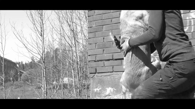 Belgian Malinois Action смотреть онлайн