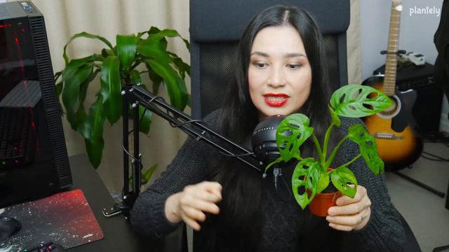 Cómo Cuidar y Reproducir la Planta Monstera Adansonii, Planta de Queso Suizo | Plantely смотреть онлайн