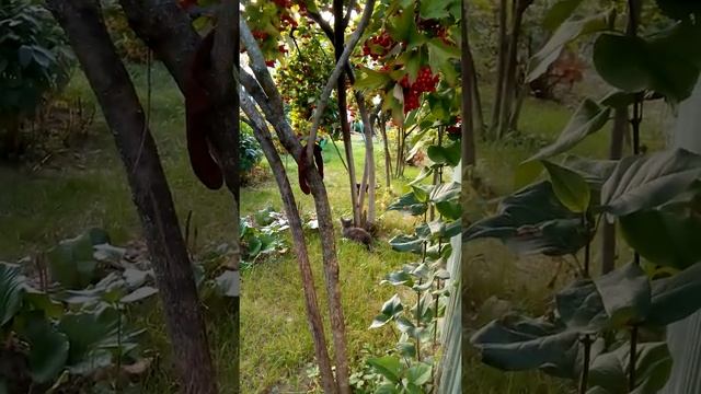 Котята лазают по деревьям смотреть онлайн