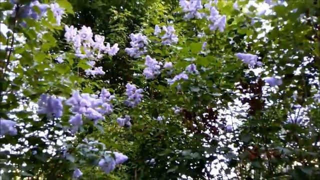 *ВРЕМЯ СИРЕНИ* ВидеоСТИХИ смотреть онлайн