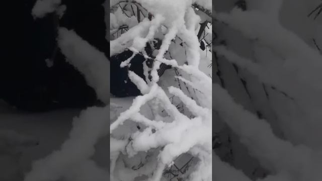 Тетерев косач, в укрытии смотреть онлайн