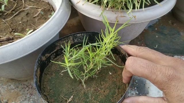 कोचिया को कटिंग से कैसे उगाये|How to grow kochia plant from cutting|Bassia scoparia plant| смотреть онлайн