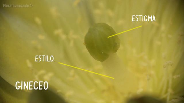 Cactus: datos y curiosidades смотреть онлайн