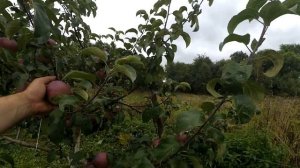 Яблоня Имант, чудо белорусской селекции.