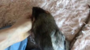 Что делать, если крыса хрюкает ?