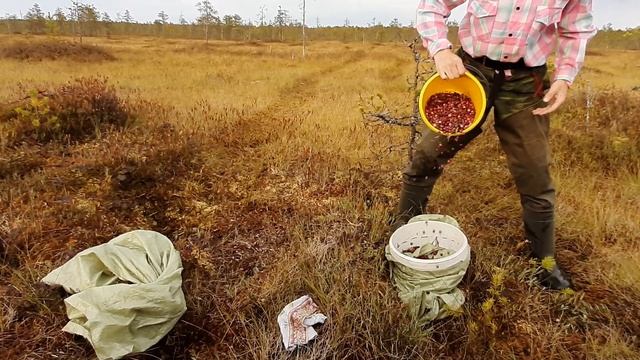 Очистка клюквы от мусора на болоте. лайфхак. смотреть онлайн