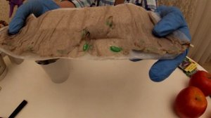 Огурцы сажаем в улитки без земли! Часть 2