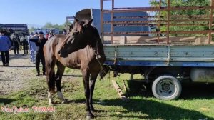 Продажа лошадей Чечня. рынок Лошадей Урус-мартан . Туман.