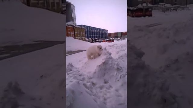Песцы на крайнем Севере, пол. О. САБЕТА смотреть онлайн