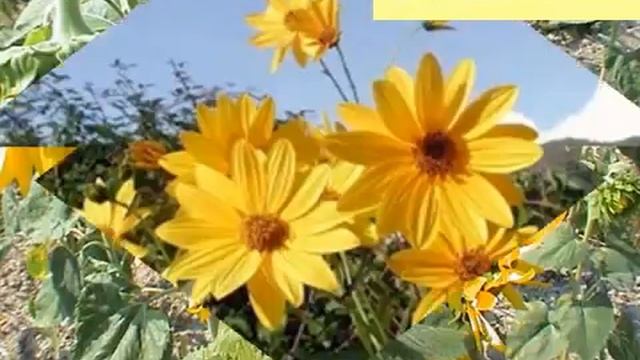 Семейство Сложноцветные.AVI смотреть онлайн