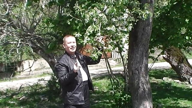 Цветущая груша смотреть онлайн