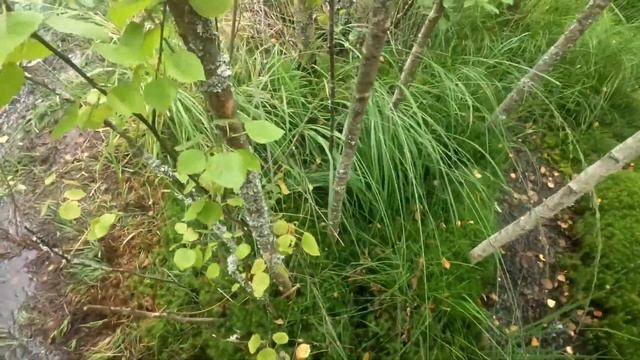 Поход в глубь болота Ельня смотреть онлайн
