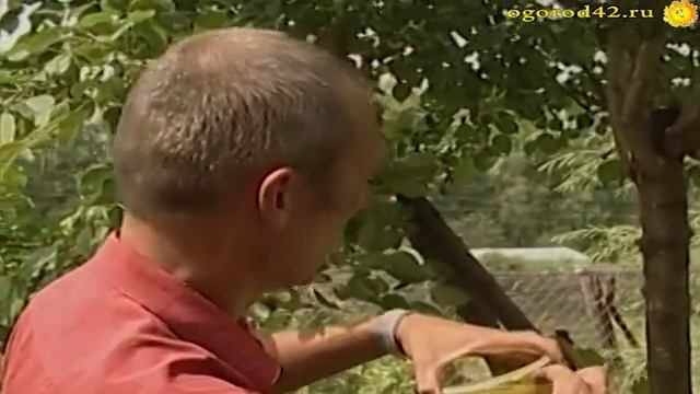 Прививка летнего сокодвижения смотреть онлайн
