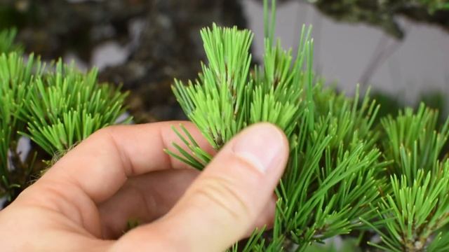 How to Create Better Pine Bonsai | Bonsai-U смотреть онлайн