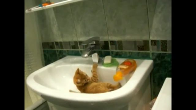 Cat Coward // Кот Трусишка смотреть онлайн