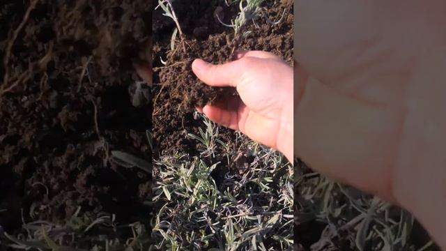 ЛАВАНДА результат подзимнего черенкования легко и просто смотреть онлайн