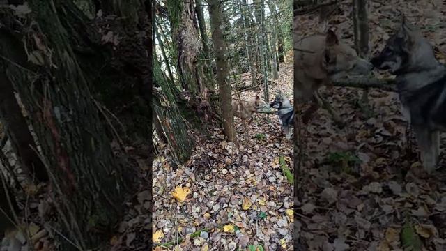 Летающая собака или зачем собаки лазят по деревьям смотреть онлайн