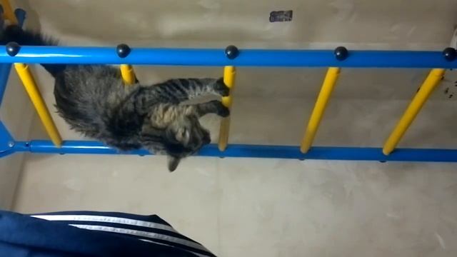 кот на лестнице смотреть онлайн