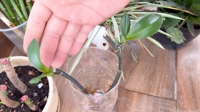 Extract Unique Orchid Plants, How To Make And Take Care Orchids At Home