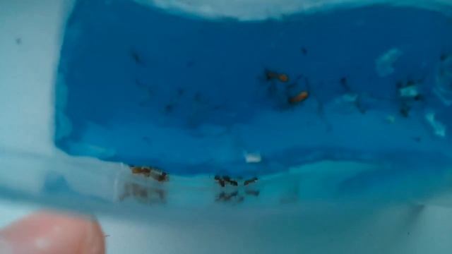 Муравьиная ферма из гелия часть 4 смотреть онлайн