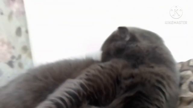 /ПЕРВОЕ ВИДЕО/Несколько фактов о Дайме😽🖤 смотреть онлайн