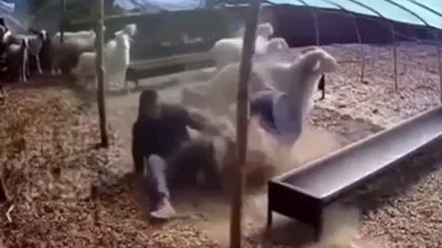 Баран приколист смотреть онлайн