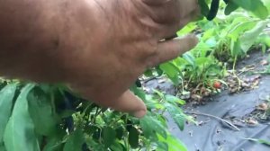 Жимолость ЛАВИНА. Честные обзоры.