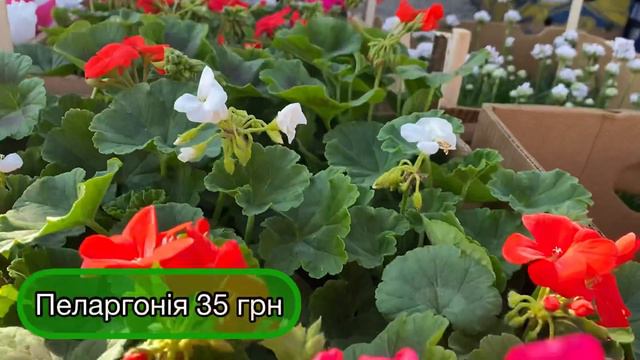 Ціни на квіти у горщиках🌸 25.03.22 смотреть онлайн