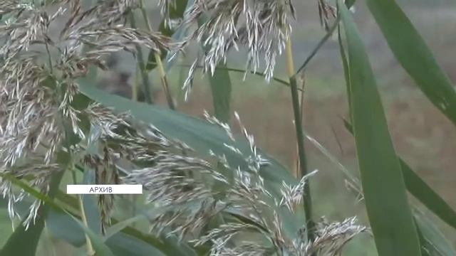 Спортивная охота на дикого кабана и фазана смотреть онлайн