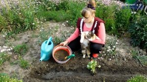 АСТРА посадка выращивание уход вредители болезни подкормка размножение астры