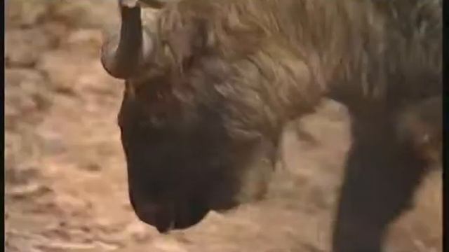 Такин мишми  - Budorcas Taxicolor Taxicolor – Бірманський такін - Mishmi Takin