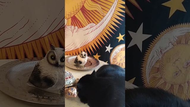 Чёрная кошка к удаче в доме. смотреть онлайн