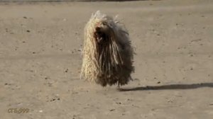 Андрей Усачёв - Собачий вальс