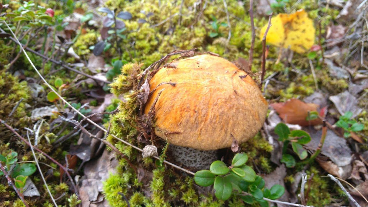 На прогулку в лес Есть ли грибы? смотреть онлайн