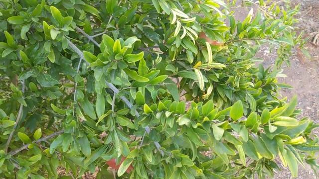 Первый сбор инжира сорта Janice Seedless Kadota. Таких крупных ещё не было! смотреть онлайн