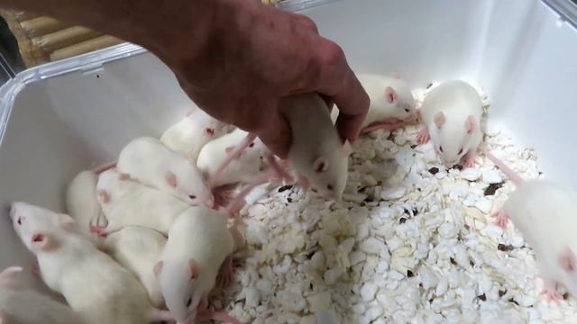 Крысята! ? Последний день в нашем приюте. Толпа беляшей и мамки пищалки! ?(Fancy Rats)? смотреть онлайн