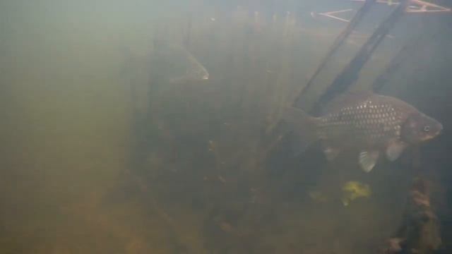 Совместный нерест леща и карася смотреть онлайн