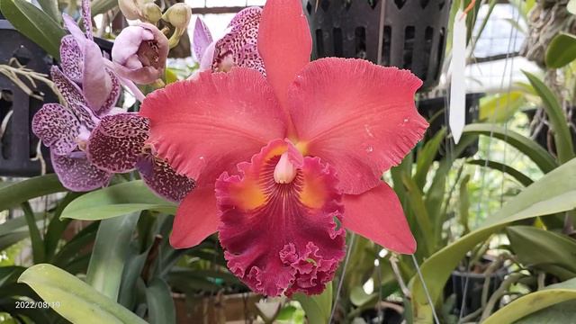 Cattleya Nakornchaisri Red Orchid