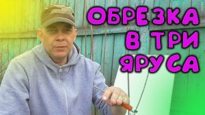 Ярусная обрезка в 3 уровня метельчатых гортензий для каскадного цветения