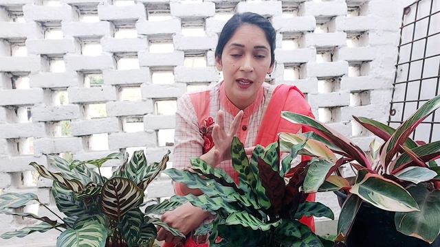 Calathea plant care guide-कैलेथिया के पौधों की देखभाल ऐसे करें खराब नहीं होंगे,पानी से जुड़ी बातें смотреть онлайн