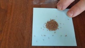 Teppeki убивает вредителей наповал включая белокрылку