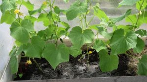 Подкормка огурцов золой