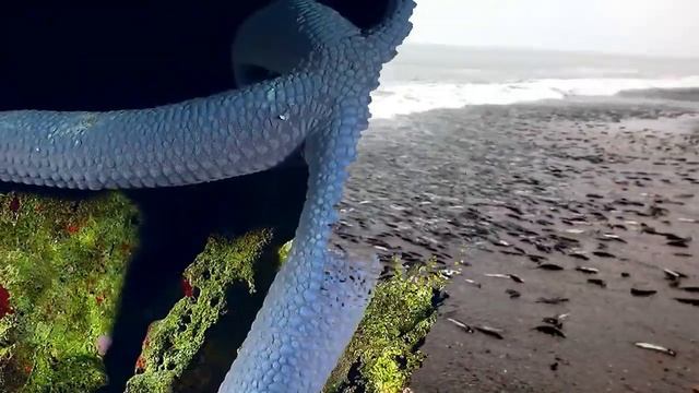 Это Самые Плодовитые Водные обитатели смотреть онлайн