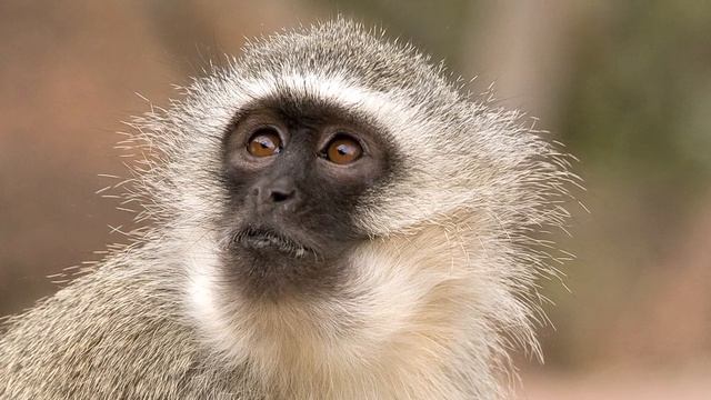 Robert Seyfarth: Can Monkeys Talk? смотреть онлайн